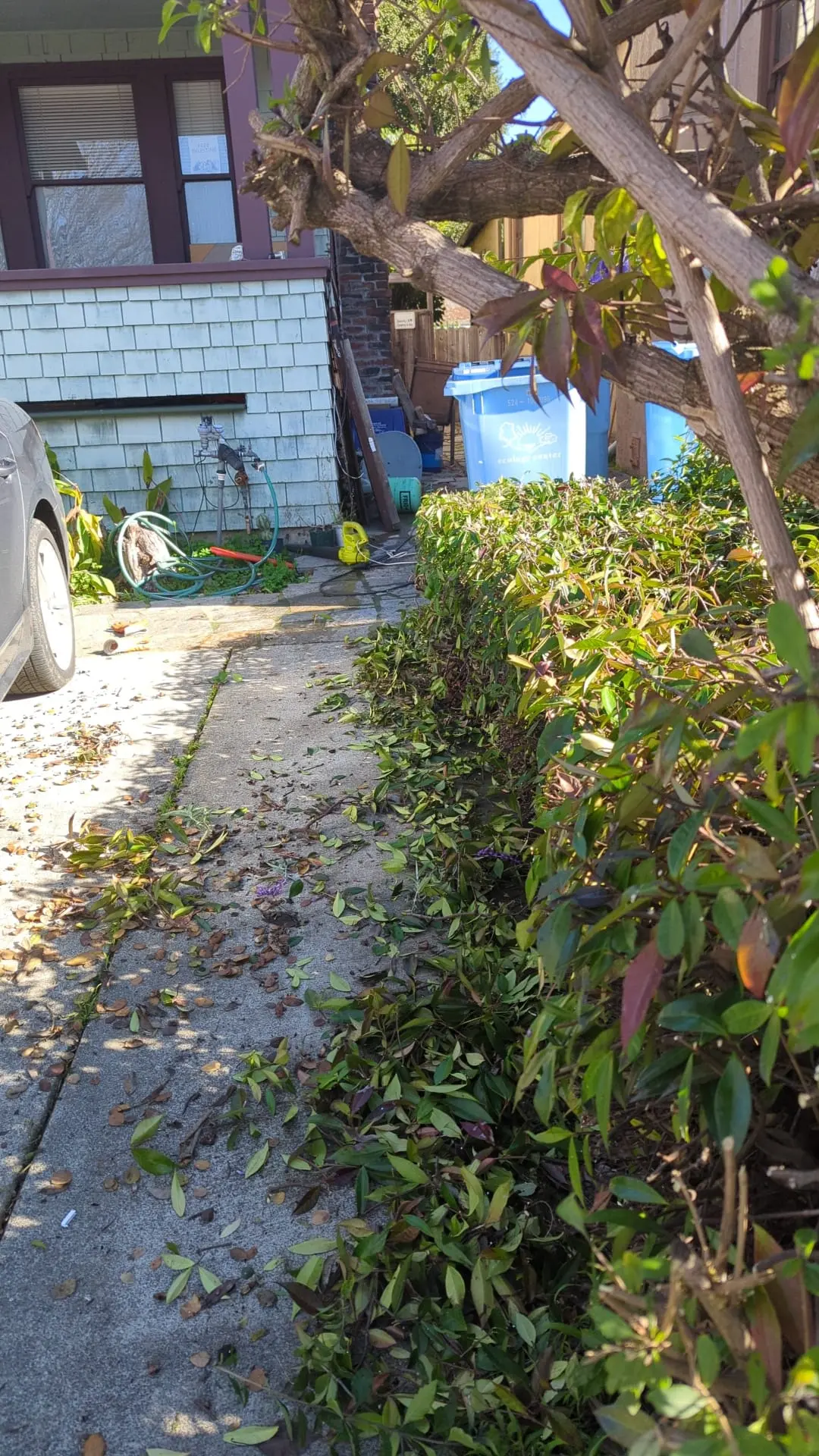 Nicely trimmed hedges next to a driveway